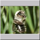 Andrena vaga - Weiden-Sandbiene -02- w12 13mm.jpg